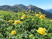 22 Distese fiorite di Trollius europaeus (Botton d'oro) con vista in Cimetto-Foppazzi-Grem